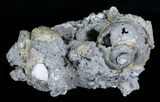 Crystal Filled Fossil Whelks & Bivalves in Matrix! #5533-2